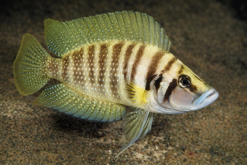 Altolamprologus calvus 'Chisanze' (Yellow)